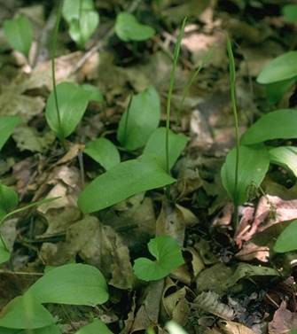 földben fejlıdik nálunk a kígyónyelv (Ophioglossum)