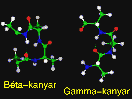 Béta-kanyar: olyan, nemhelikális tetrapeptid, amelynél az első és az utolsó alfa-szénatom távolsága 7 angströmnél kisebb.