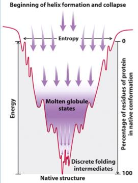 (misfolded) proteinek Prion: