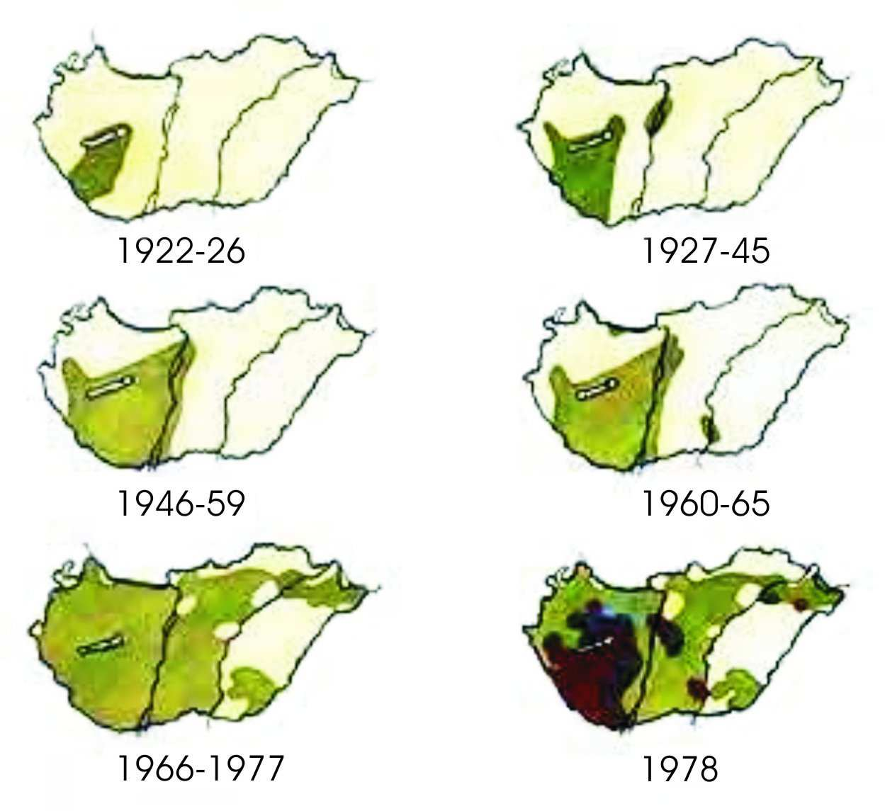 ban már Zenta környékén közönséges része volt a vegetációnak (Obradovic és Budak 1979).