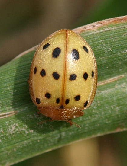 Ogushi (1992): az Epilachna japonica (Coccinellidae) katicabogárfaj nőstényei inkább nem petéznek, mintsem egy lepusztított gazdanövényre helyezzék a petéket jó szabályozás.