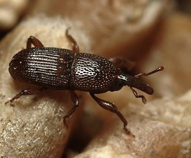 Birch (1953): a Rhizopertha dominica (Coleoptera: Bostrichidae) bogárfaj és a Calandra oryzae (Coleoptera: Curculionidae)