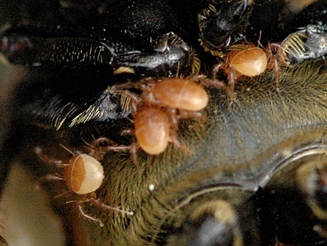 A temetőbogarakon ugyanakkor foretikus atkák (Poecilochirus spp.