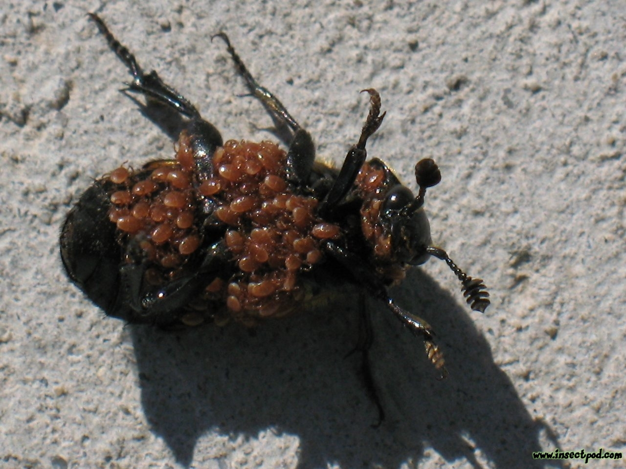 temetőbogarak sikeres lárvanevelését. Az atkák a lárvák bábozódásakor távozó bogarakkal tartanak, vagy a fiatal felnőttekre másznak rá.