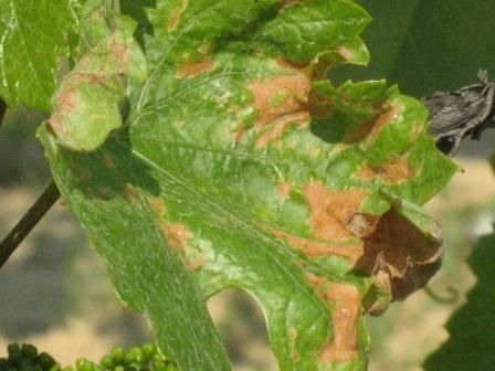 Ezen okok miatt használjunk rovarölő szereket évente többször a szőlőben. A szőlőben a gyomnövényekre is fordítsunk kellő figyelmet.