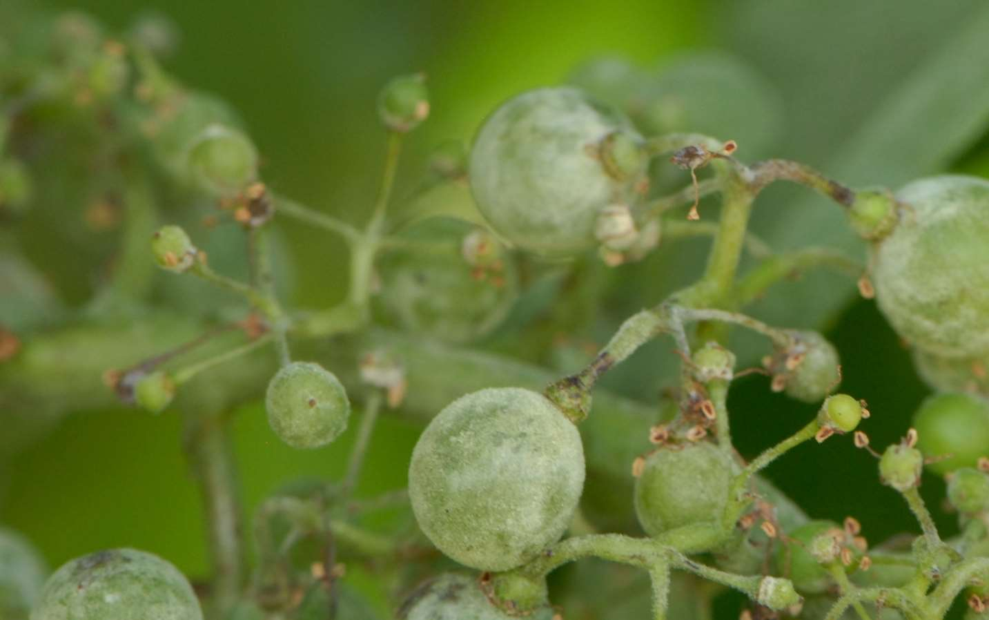 Javasolt tankkeverék Erős fertőzés esetén lemosás Káli szappan 1,5-2 % teljes felületre 1500-2000 l/ha Erősen fertőzött szőlő lemosása Vagy nagy