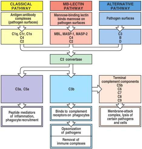 A szerzett immunrendszer molekulái Komplement rendszer (klasszikus út): biokémiai