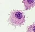 sejtek Dendritikus sejtek: fagocitózisra