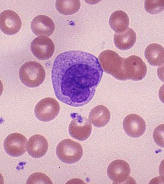 Monocita - Makrofág Arányuk a perifériás vérben: 3-8%