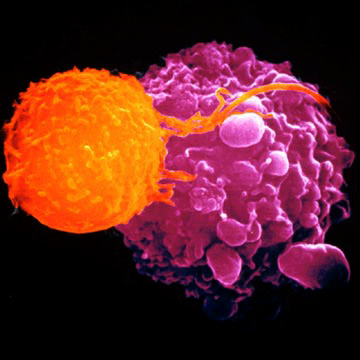 Citotoxikus T-sejtek (Tc) Sejtfelszíni markerek: CD3+CD4-CD8+ MHC-I en keresztül prezentált endogén antigén felismerése a perifériás
