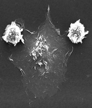 T helper sejtek (Th) Sejtfelszíni markerek: CD3+CD4+CD8- MHC-II n keresztül prezentált exogén antigén felismerése a perifériás vér T-sejtek 2/3-át alkotják Th1 és Th2 szubtípus citokinek