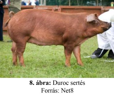 3.6.3. Duroc A sertésfajtát Amerikában tenyésztették ki az 1800-as évek közepén (8. ábra). Hivatalos törzskönyvezését 1881-ben kezdték meg. Óriási népszerűsége az USA-ban a XX.
