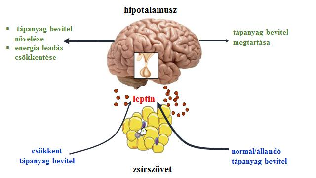 0,25) közötti értékek között mutatkoztak. A nagyfehér fajtában A (0,63), B (0,37) gyakoriság volt tapasztalható.