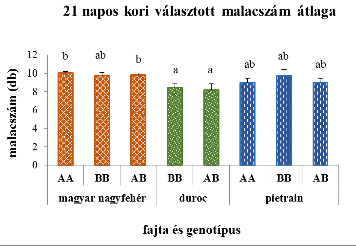 35. ábra: A szignifikáns különbséget mutató tulajdonságok alakulása a fajták genotípusaiban a PRLR esetében A két fialás között eltelt idő lényegesen rövidebb a PRLR gén AB vagy AA alléljait hordozó