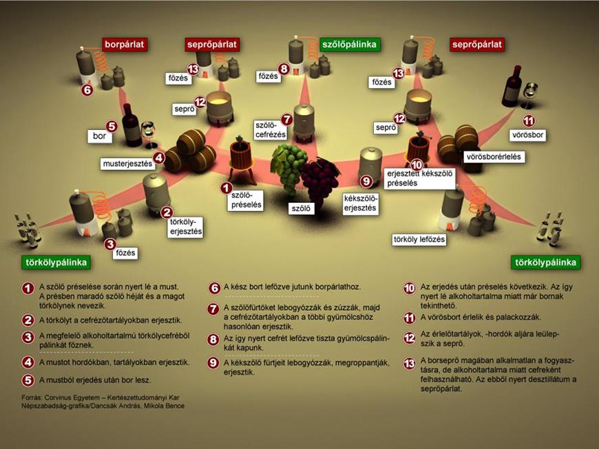 2. ábra: A szőlő útja Forrás: Corvinus Egyetem Kertészettudományi Kar Népszabadság grafika 2.1 Mi a törköly, mi a törkölypálinka?