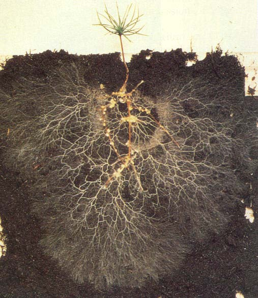 Egyéb ritkább mikorrhizák Ektendo mikorrhiza Ektomikorrhizához áll közel