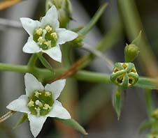 Növényi parazitizmus Santalaceae