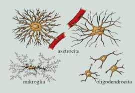 Intrauterin szakasz Mikroszkópos fejlődés Neuronok Gliasejtek Szinapszisok (sejttest + nyúlványok dendritek, axon) Fejlődési fázisok: 1. Indukció (gr.s. 3-6.