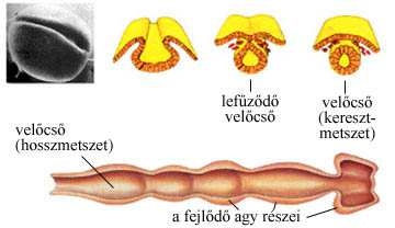 Intrauterin szakasz Makroszkópos fejlődés Ektoderma idegrendszer Velőlemez velőcső agyhólyagok,