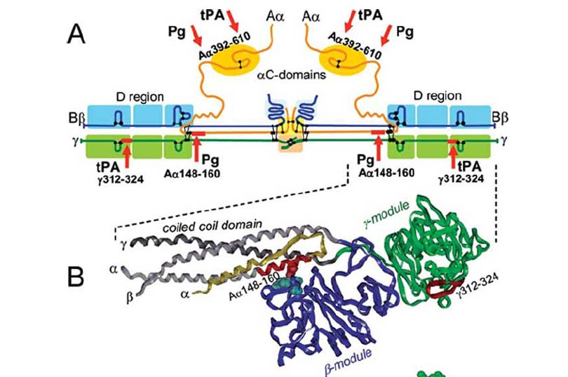 2. ábra: A fibrin szerkezete. A: a fibrinogént alkotó három fehérjelánc (Aα narancs, β kék, γ zöld), a plazmin és tpa kötő helyeket vörös nyilak jelzik B: a fibrin félmonomer másodlagos szerkezete.