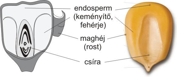 Kukoricakeményítő gyártása Kukoricaszem fő alkotói Magcsúcs Héj ezzel kapcsolódik a szem a csutkához, szivacsos szerkezet, gyors vízfelvétel főleg cellulóz és hemicellulóz több rétegű rostanyag főleg