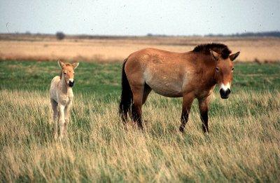 Przewalski-ló