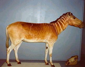 Quagga (Equus