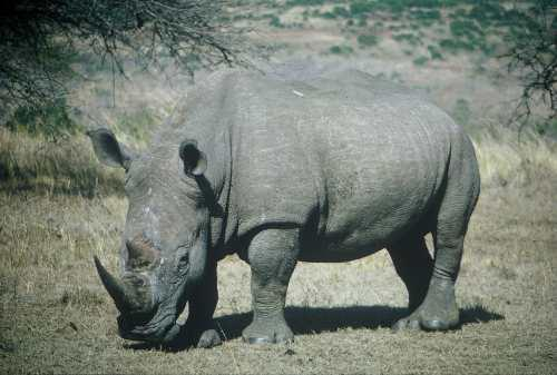 Orrszarvúfélék (Rhinocerotidae)