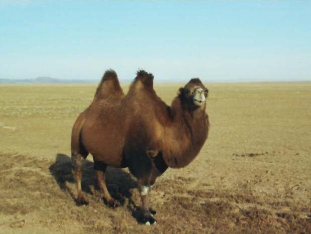 Tevefélék (Camelidae)