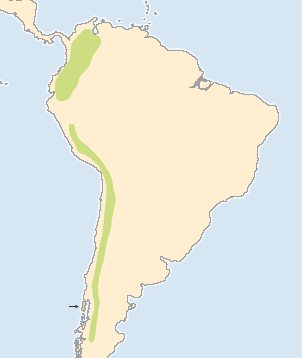 2800-4000 m (Andok, dél-peru) sűrű