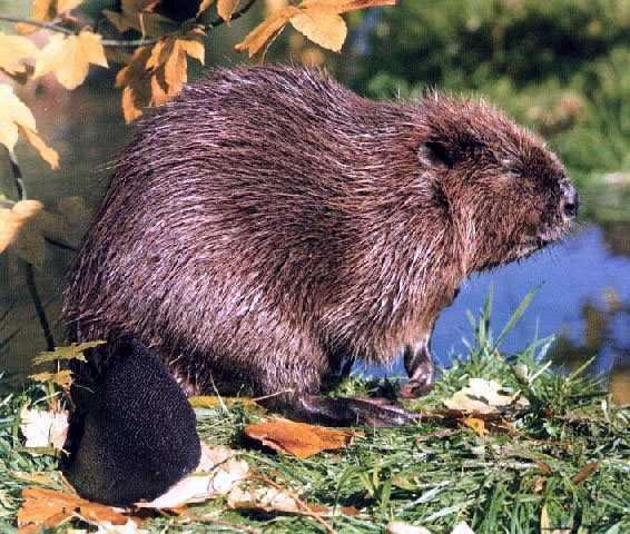 Hódfélék (Castoridae)