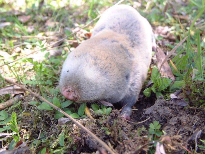 Egérfélék (Muridae)