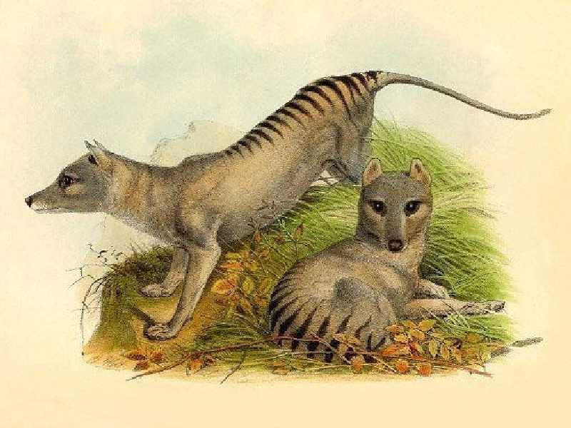 Erszényesfarkas-félék (Thylacinidae) Ausztrália és Tasmánia legnagyobb ragadozója volt zsákmányát főleg kenguruk és talajon fészkelő madarak alkották a hírnevén