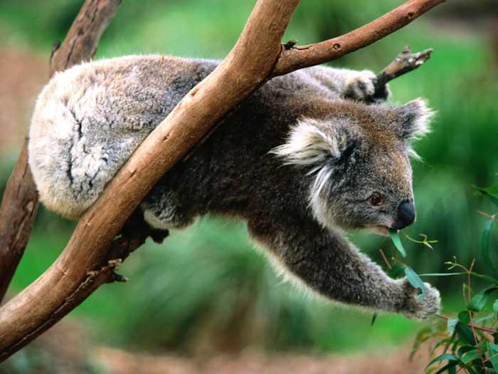 Koalafélék (Phascolarctidae)