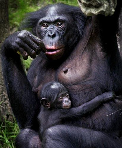 Csimpánz