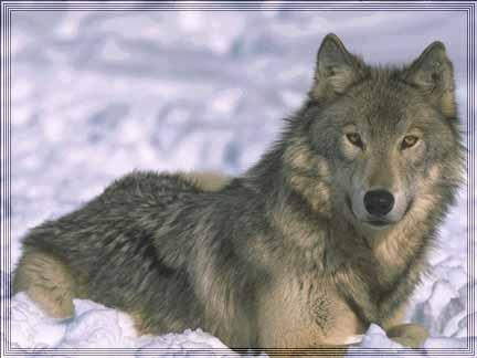 Kutyafélék (Canidae) Szürke farkas (Canis lupus) Magyarországon hivatalosan kihalt