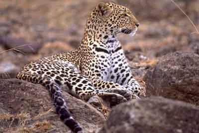 Afrikai leopárd