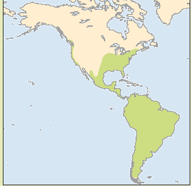 OPOSSZUMALAKÚAK (DIDELPHIMORPHA) rendje Oposszumfélék (Didelphidae) Kö- D-Am, USA; Didelphis virginiana Erszény