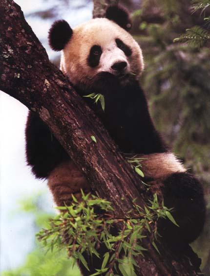 panda (Ailurus fulgens)