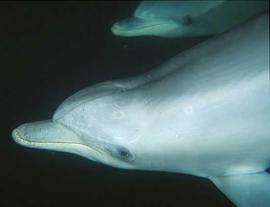 Igazi delfinek