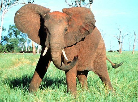 ORMÁNYOSOK (PROBOSCIDEA) rendje Elefántfélék