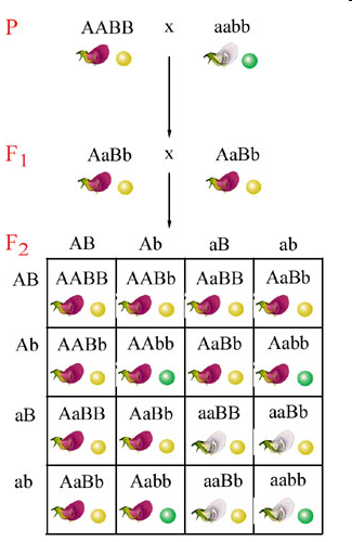Két gén független öröklődése A borsó virágjának