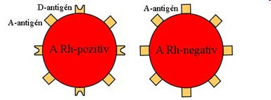 A vörösvérsejtjeik felszínén különböző vércsoportantigének vannak.