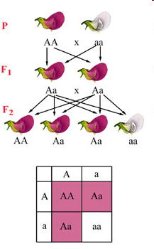 A szülői nemzedék (P) tagjai az adott jellegre nézve homozigóták (AA, illetve aa), ezért haploid ivarsejtjeikbe csak egyféle allélt (A, illetve a) örökíthetnek.