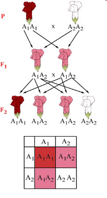 Intermedier öröklésmenet Az F1 nemzedék valamennyi egyede heterozigóta (A1A2)