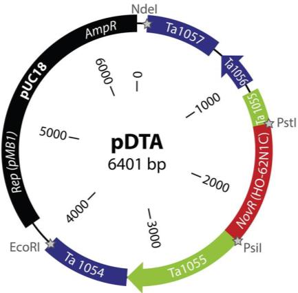 rezisztencia génben tértek el. A pdta plazmidot (génbanki azonosító szám: KC710295) (4. ábra) a mutáns gyrb gént hordozta.