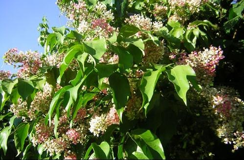 harmala alkaloidok [2]. Ezek között a legismertebbek a harmin (1), a harmalin (2), a harmalol (3) és a tetrahidroharmin (4) (1. ábra). 1.