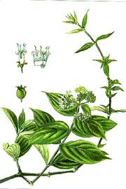 Új β-karbolin- és tienopiridin-származékok előállítása Bevezetés, célkitűzés 4.