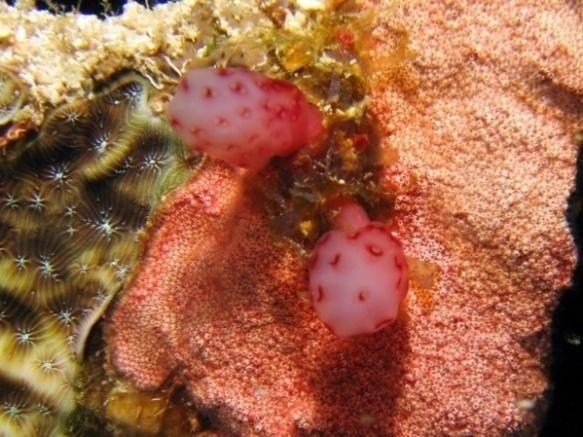 Új β-karbolin- és tienopiridin-származékok előállítása Bevezetés, célkitűzés 9.