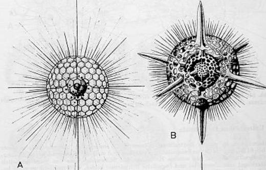 Heliozoa 3.